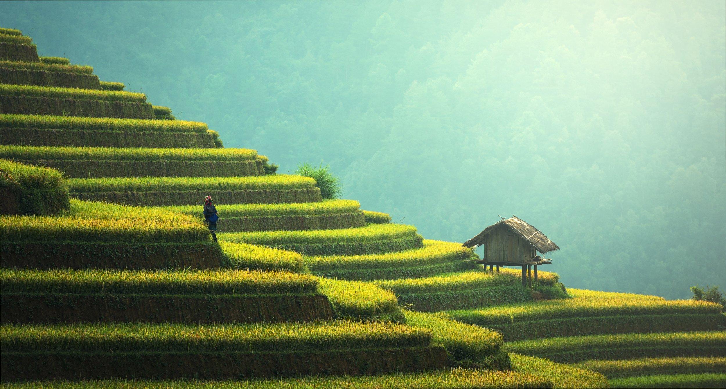 Terrace farming at home: 6 Benefits to terracing a backyard hill