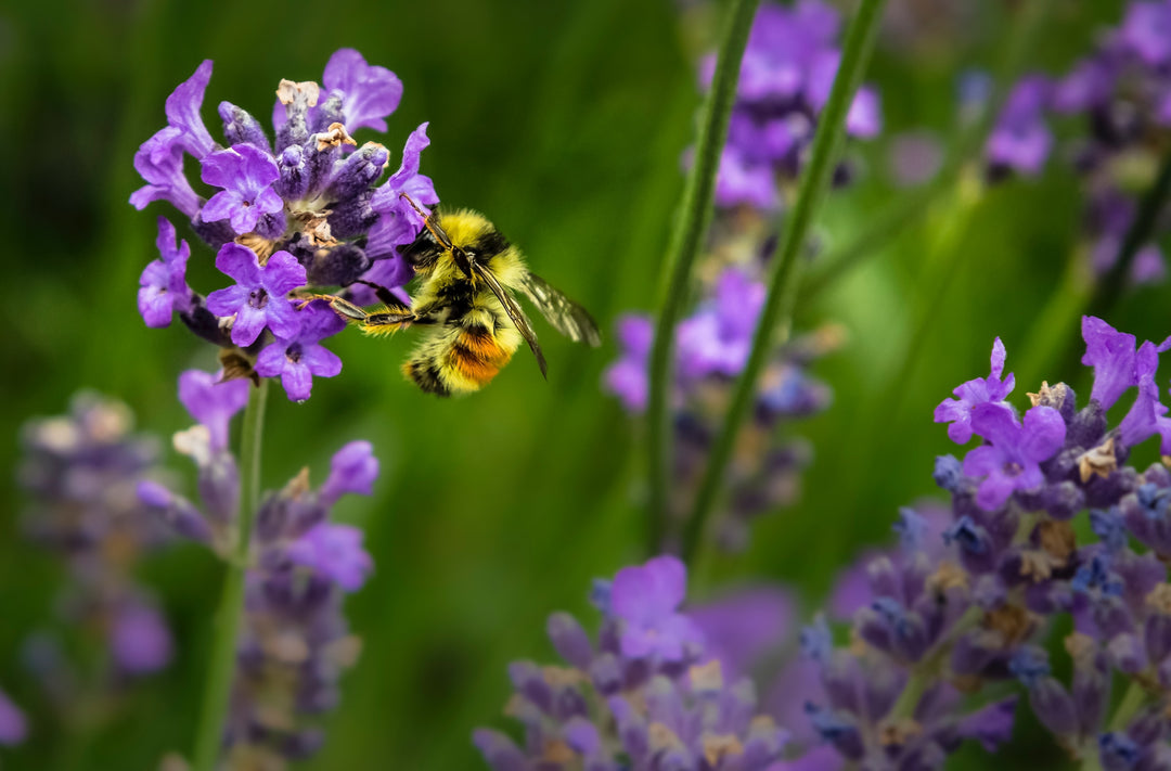 The Buzz on Bees: How to Create a Pollinator-Friendly Spring Garden