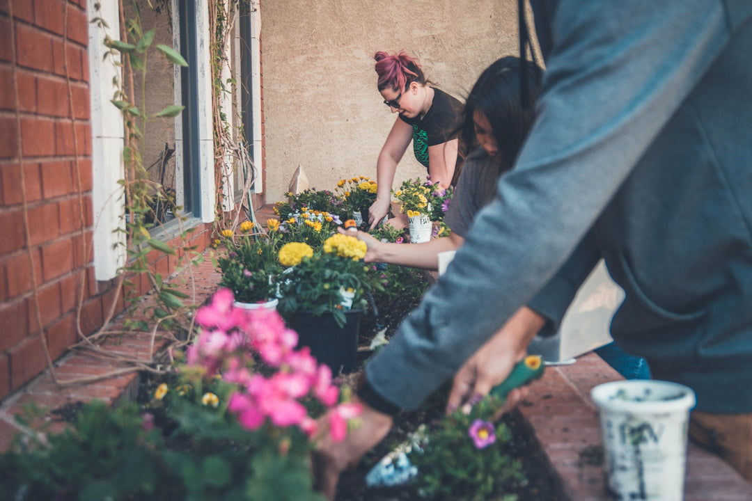 Low-Maintenance, High-Impact: Native Plants for a Sustainable Spring Garden