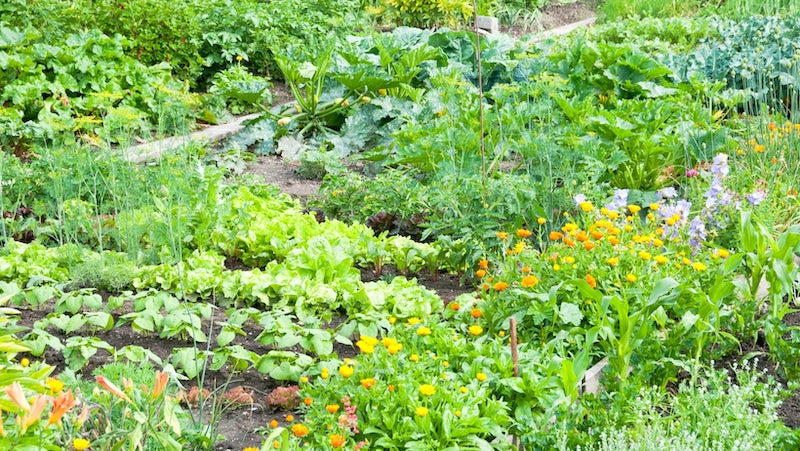 Exploring the Art of Companion Planting to Create Harmony in the Garden