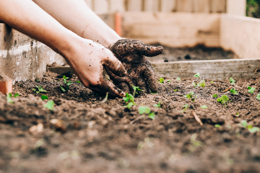 Spring Forward: Innovative Eco-friendly Garden Techniques for 2023