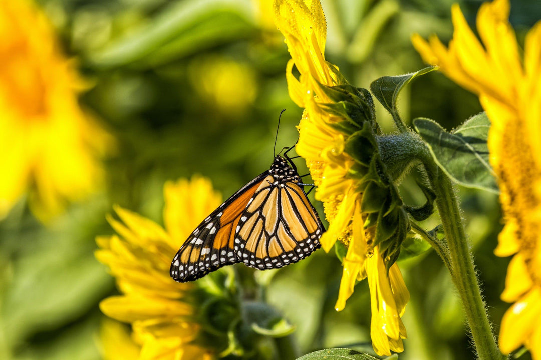 7 Flowers for butterflies and pollinators in your garden