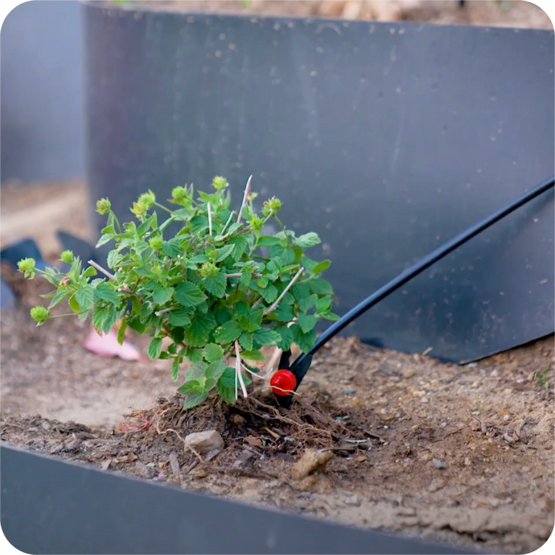 Drip Irrigation (Optional But Recommended)10 - Image 1