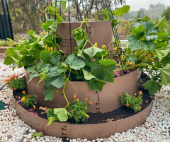 HARVEST LOCKER™ - <br> Birthday Cake Kit