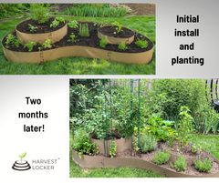 HARVEST LOCKER™ - <br> Kidney Bean Kit