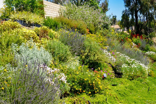 Garden with various plants